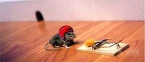 Дератизация, уничтожение грызунов